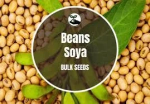 AfriSoya Select – Wholesale Soybeans for International Trade