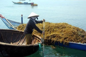 Higher Grade Dried Sargassum Seaweed in Wholesale Price