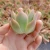 Import 094 Echeveria prodidity Office Decoration Live Plant beautiful flower Glass Terrarium Natural Succulents from China