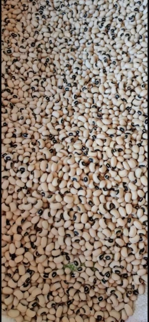 Black Eyed White Beans, 100% FREE from Any Infestation