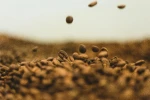100% Arábica green coffee, classified as NY 2/3. SCR 14/16. Fine Cup