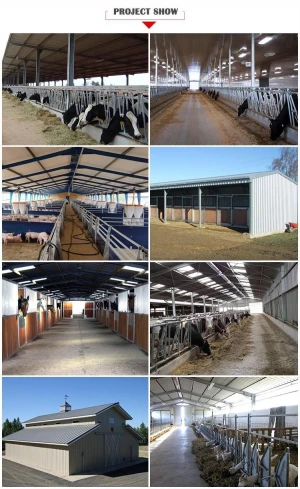 Automation And Sanitary Prefab Steel Structure Cow Shed With Corrugated Steel Sheet