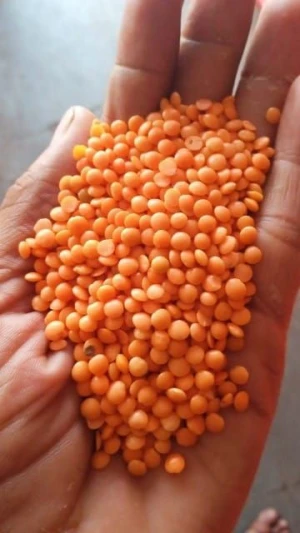 Red lentil Nipa Australian