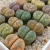 Import 1-1.2cm low price wholesale new cactus succulent plants living stones lithops plant from China