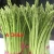 Import 100% Fresh Fresh Green Asparagus in Bulk from Vietnam