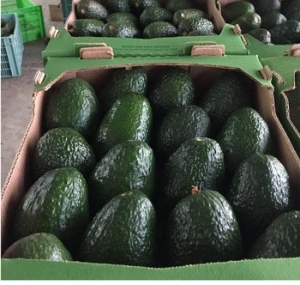 100% Natural Fresh Avocado /Frozen Avocado Best Price and Quality for sale