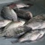 Import 100% Natural Fresh Frozen Tilapia Fish from Bangladesh