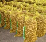 100% Purity Fresh Ginger/Dried Ginger/Ginger Extract Powder