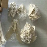 12371 Human.skeleton bone dispersion model skeleton specimen model art medicine pain department of orthopedics
