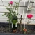 17.8 * 5.4 cm Terracotta Plant Waterer Garden Watering Spikes 6 Pack Set  Self-Irrigation Watering Stakes