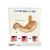 Import 2017 New Design Artificial Organ Stomach Medical Science Working Models Made In China from China