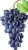 Import 98% Proanthocyanidin (OPC) CAS No.4852-22-6, Grape Seed Extract from China