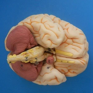 Advanced anatomical human 3d brain model