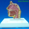Advanced Medical Supplies Human Teaching Nasal Cavity Anatomy Model For School