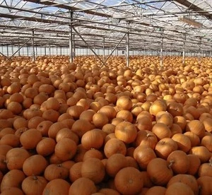 Affordable Price Fresh Pumpkin/Pumpkin Extract Powder/Fresh Pumpkins