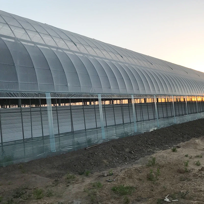 Agriculture korean model multi span plastic film greenhouse