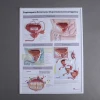 Anatomical model chart 3D embossed medical poster