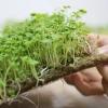 Best quality coir natural jute cloth for growing microgreens