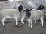 BOER GOAT / MERINO AND DORPER SHEEP / LIVE GOAT AND SHEEP