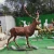 Import Casting metal craft animal art statue bronze elk sculpture from China