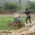 Import China Weeding Machine for Rice Cultivation Farm Machine Cultivator Weeder For Sale from China