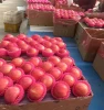 Chinese Exporting Fresh FUJI Apple