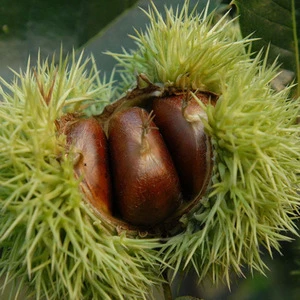 Chinese wholesale fresh sweet chestnut