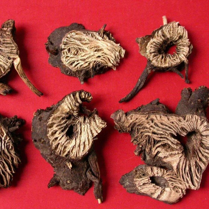 dried cimicifugae foetidae root sheng ma natural rhizoma