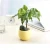 Import Eco-friendly Flowerpot Gardening Round Mini Plastic Flower Pots from China