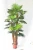 Import Evergreen man-made ornamental potted plant for sale from China