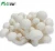 Import Finc fresh Soilless Culture mushroom spores from China
