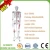 Import Flexible Colored Ligament and Muscles Anatomy Medical Teaching Skeleton Model from China