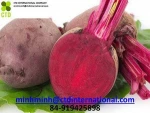 FRESH BEETROOT VEGETABLES