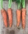 Import FRESH CARROTS CHEAP PRICE from Vietnam