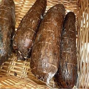 Fresh Cassava,FRESH CASSAVA TUBERS and SWEET TAPIOCA FRESH CASSAVA for sale OEM PACKAGING