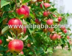 Fresh Champion Apples