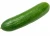 Import Fresh Cucumber from India