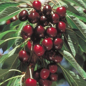Fresh Dark Red Cherries / Fresh Cherries Fruits