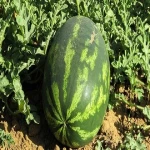 Fresh Fruits Water Melons Quality As export standard