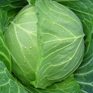 Fresh Green Ball Cabbage