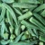 Import FRESH OKRA EXPORT QUALITY from Thailand
