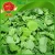 Import Fresh Pea Shoots for sale from China