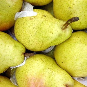 Fresh Pears from South Africa with good price..