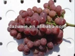 Fresh Red Globe Grape