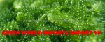 FRESH SEA GRAPE -SEAWEED_HIGH QUALITY - CHEAP PRICE