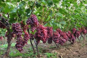 Fresh Seeded Grape