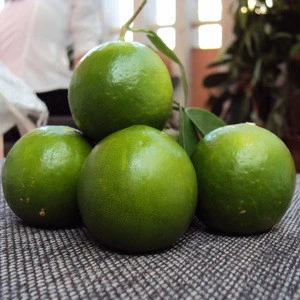 Fresh Seedless Lime With New Crop 2018