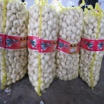 Fresh Snow White Garlic