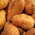 Import fresh sweet holland potato with high protein from China