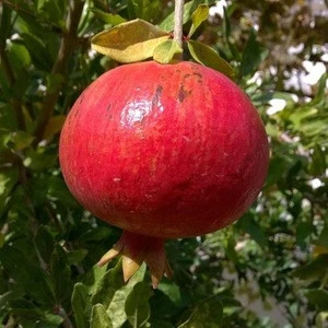 Fresh Sweet Pomegranate  - SOUTH AFRICAN..